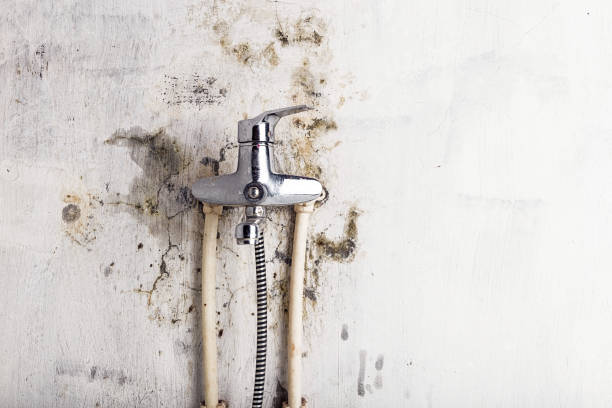 Best Mold Testing and Inspection Services in Clute, TX