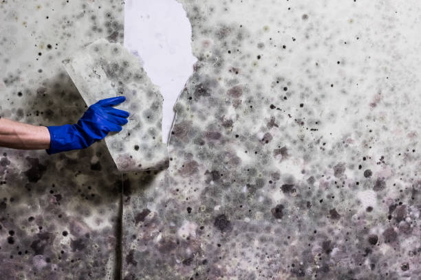 Best Residential Mold Remediation in Clute, TX