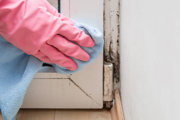 Best Mold Remediation for Specific Building Types in Clute, TX