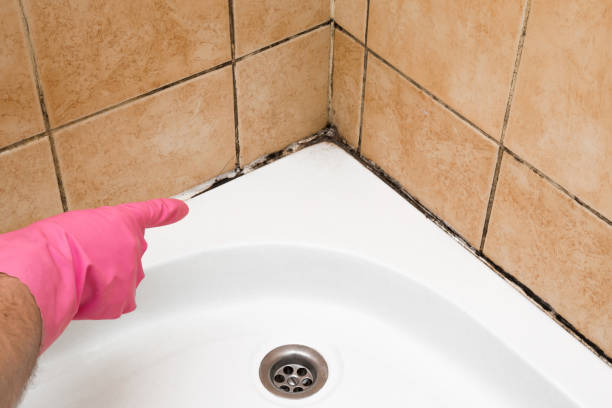 Best Emergency Mold Remediation in Clute, TX